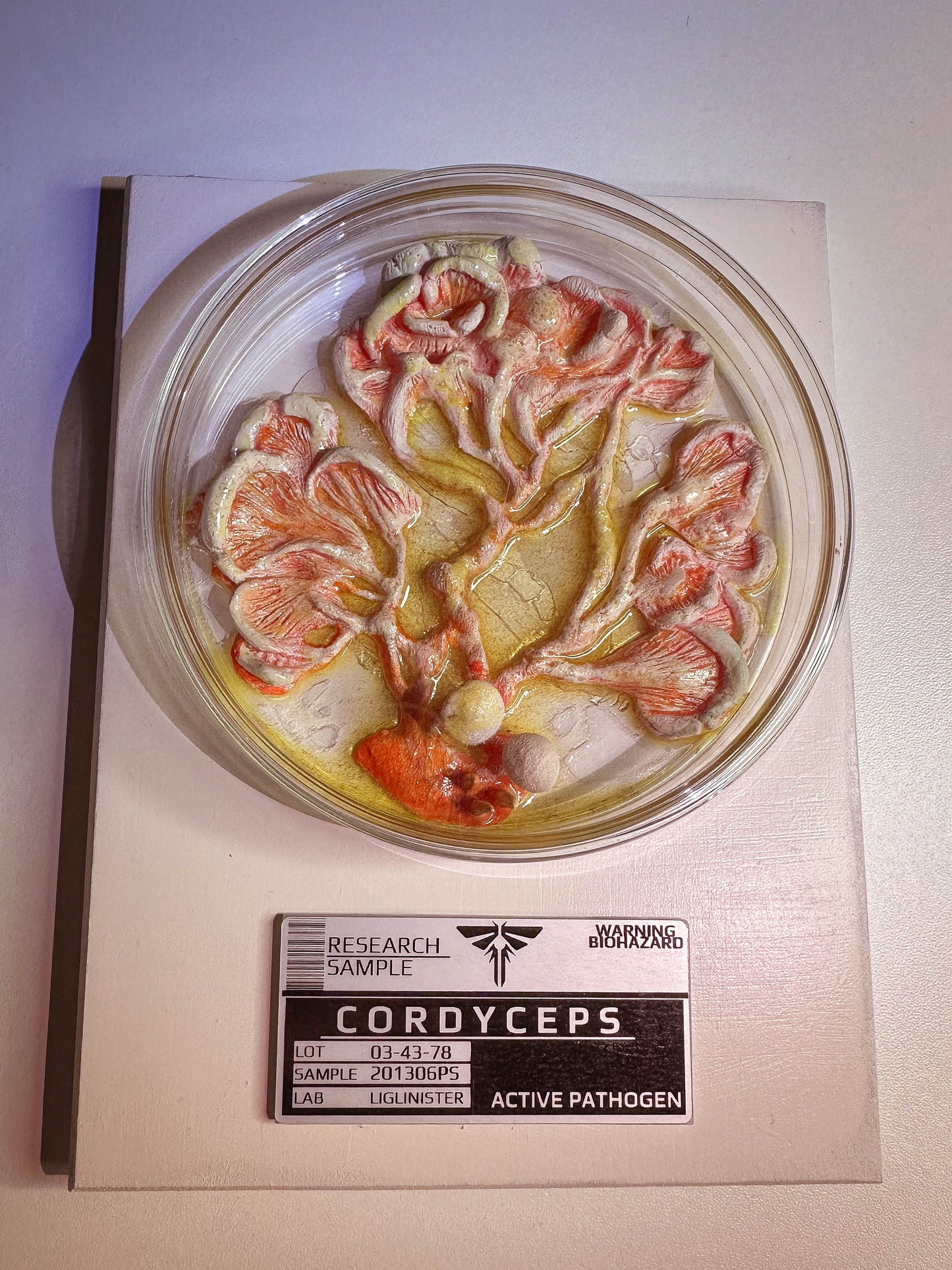 Cordyceps Research sample