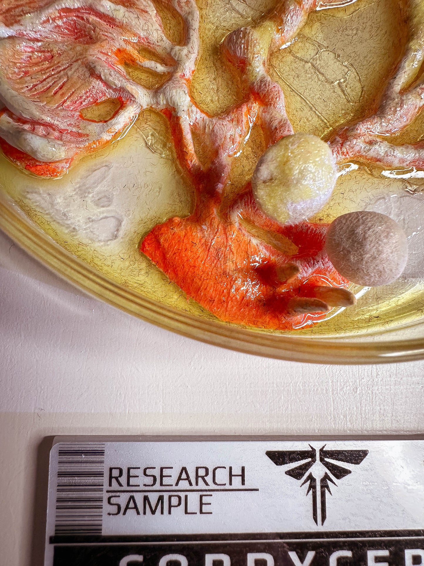 Cordyceps Research sample